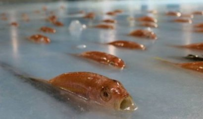 Parque temático japonés congela 5 mil peces en pista de hielo y recibe críticas
