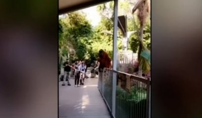 [VIDEO] Orangután escapó de su recinto para buscar a su cría y causó pánico