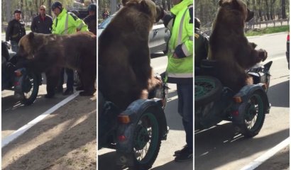 Mientras tanto en Rusia un oso se pasea en motocicleta