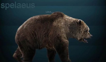 Un gran oso de 30.000 años de antigüedad emerge del permafrost siberiano