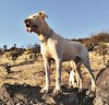 dogo copia.jpg