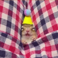 Camileinsick
