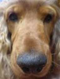 Miel_