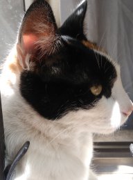 Sr.