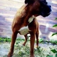 Felipe pop