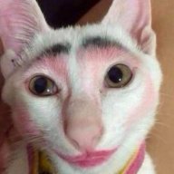 the.vain.cat