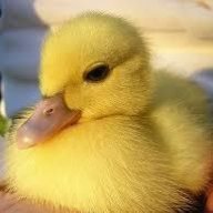 Pato198385