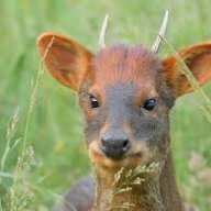 Pudu_1