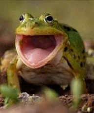 Gapper