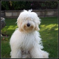 Australian Labradoodles