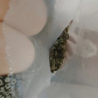 La_gatita_