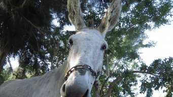 El poto
