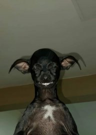Bunnyman