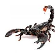 Adiestrador
