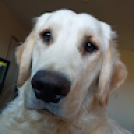 lokimcdog