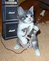Rockercat