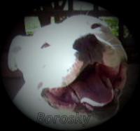wanosky