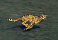 Speed100%