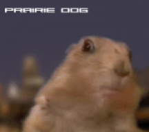 PrairieDog