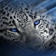 Flicker