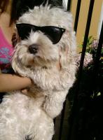 leoponcex