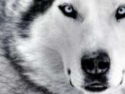 <<.::Khrixthian::.>>
