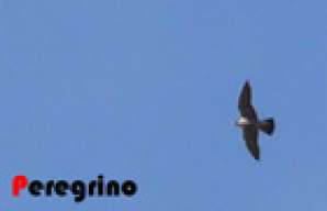 Peregrino