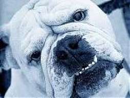 bulldog