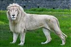 RaZoNe