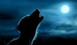 pelaowolf