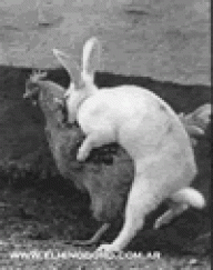 lopachucorri