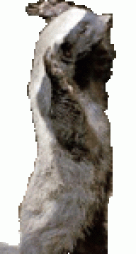 arghos