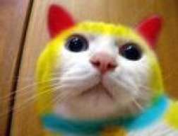 jotelo