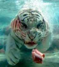 gatoalbo