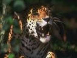 panchosoza
