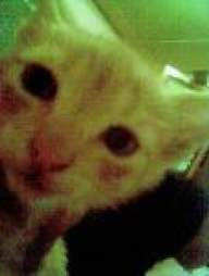 gata_lokka@@