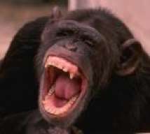 CHIMPAMOGLI