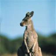 CANGURO