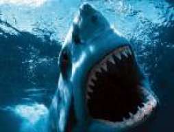 sharkblack1