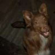 Andino2009