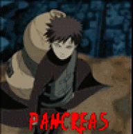 pancreas