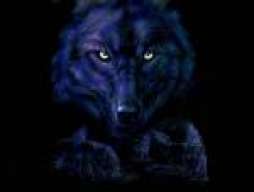 niight wolf