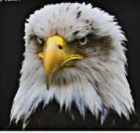 7eagle7