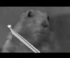 Max Killerbass