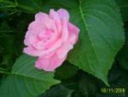 pepona_