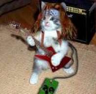 gatofidel