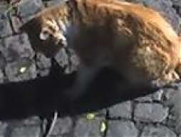 sergiocito