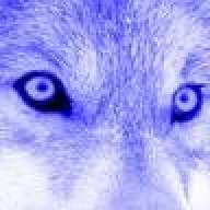 wolf_xxx