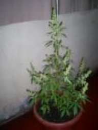 chrissganja