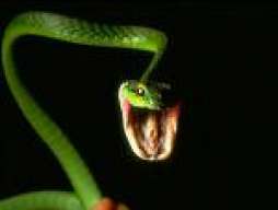 cristian_snake